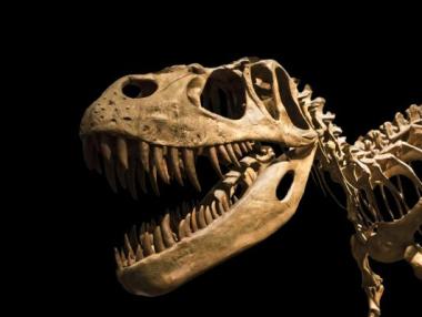 Откриха нов вид динозавър в Аржентина