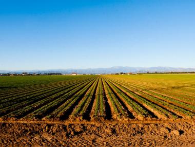 До края на юли собствениците на земи трябва да кажат как ще ги стопанисват