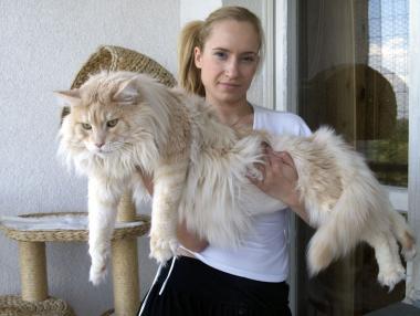 10-те най-едри домашни котки