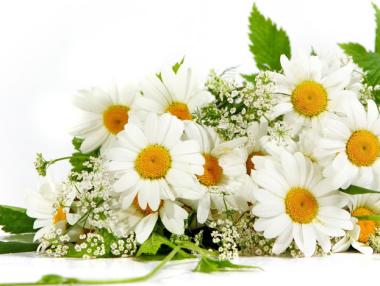 300 хил. семейства в България се издържат от билки