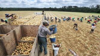 Хиляди българи работят при нечовешки условия в Италия