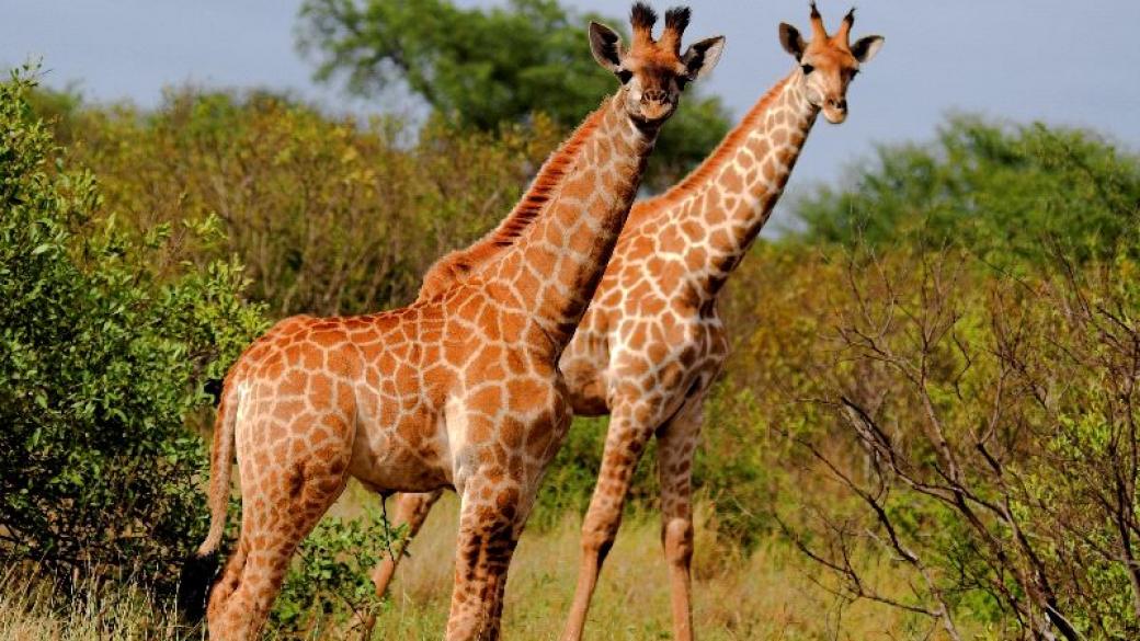 Жирафите в Африка са на път да изчезнат