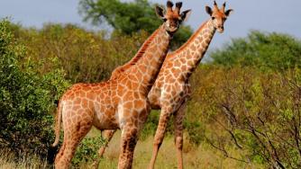 Жирафите в Африка са на път да изчезнат