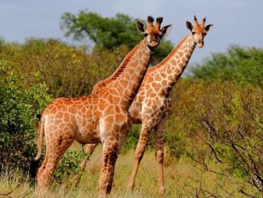 Жирафите в Африка са на път да изчезнат