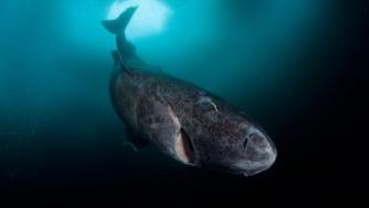 Откриха акула на 400 години