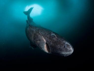 Откриха акула на 400 години