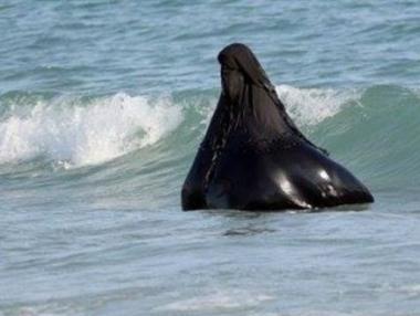 Френски бизнесмен обеща да плати глобата на всяка жена в буркини