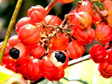 Екзотичният заместник на кафето