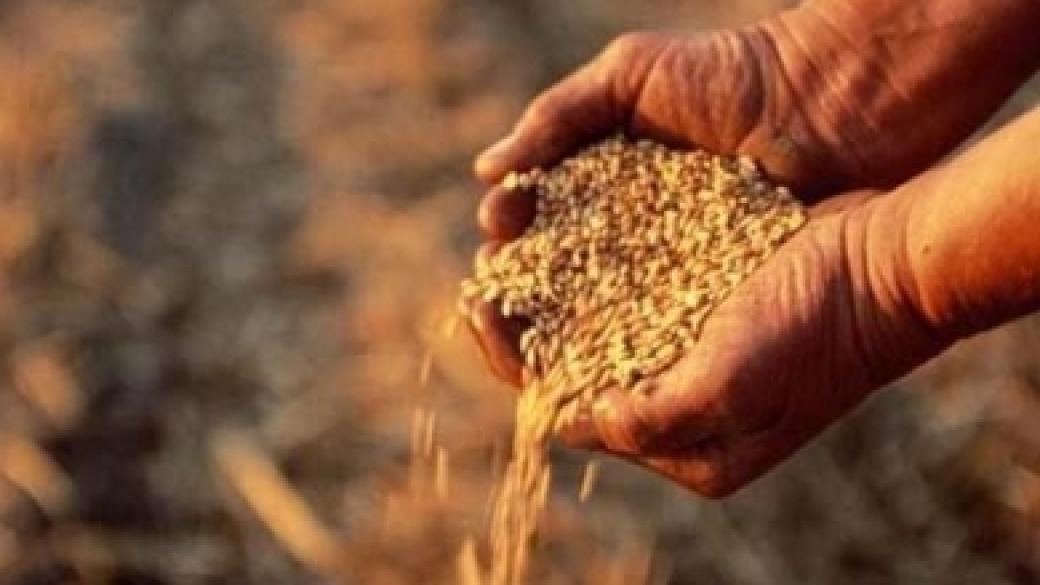 Добивът на зърно най-висок от 1980 г. насам