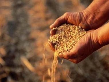 Добивът на зърно най-висок от 1980 г. насам