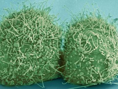 Учени създадоха жив хард диск