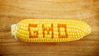 Брюксел одобри 11 нови вида ГМО царевица