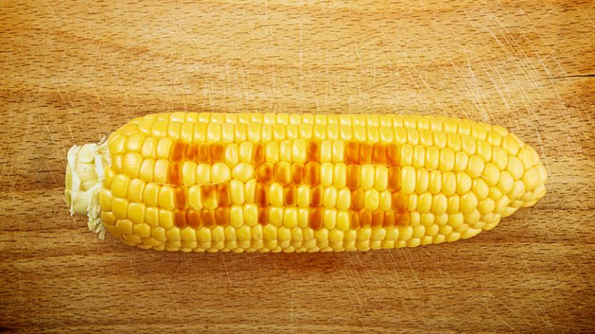 Брюксел одобри 11 нови вида ГМО царевица