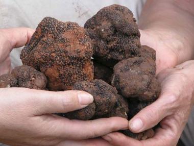 80 000 лева на година се изкарват от лов на трюфели у нас