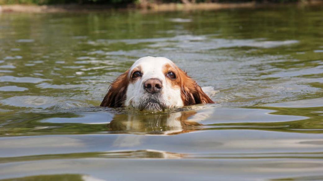 Куче преплува 10 км, за да се върне при семейството си