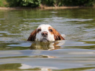 Куче преплува 10 км, за да се върне при семейството си