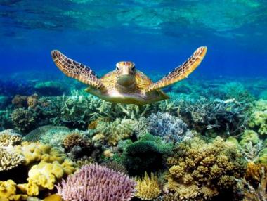 Учени: Големият бариерен риф е мъртъв