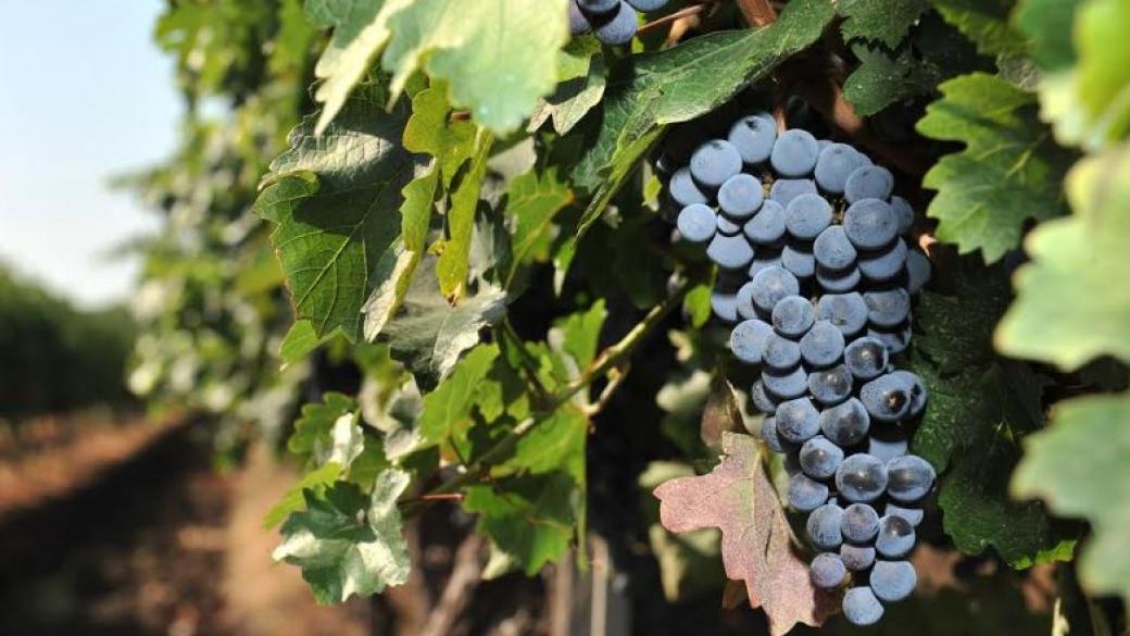 Вила Ямбол пуска нова марка вино с реколта 2016