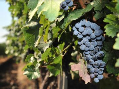 Вила Ямбол пуска нова марка вино с реколта 2016