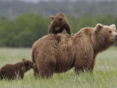 2/3 от дивите животни може да изчезнат до 2020 г.