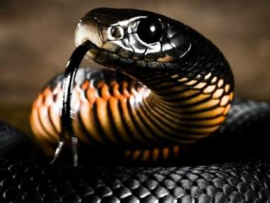 10-те най-смъртоносни животни в света