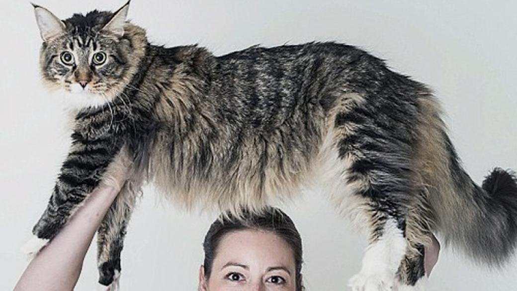 Коя е най-дългата котка в света?
