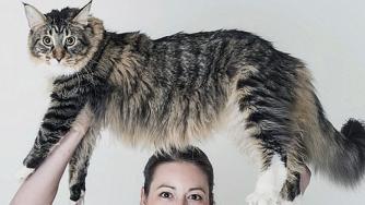Коя е най-дългата котка в света?