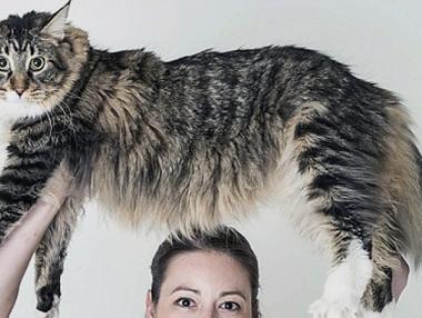 Коя е най-дългата котка в света?
