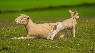 Животновъдите получават общо 81 млн. лв. през тази година