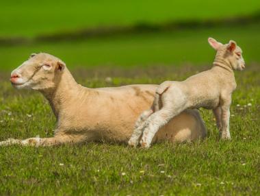 Животновъдите получават общо 81 млн. лв. през тази година