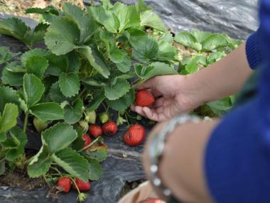 Испански кооперации търсят 600 берачи на ягоди