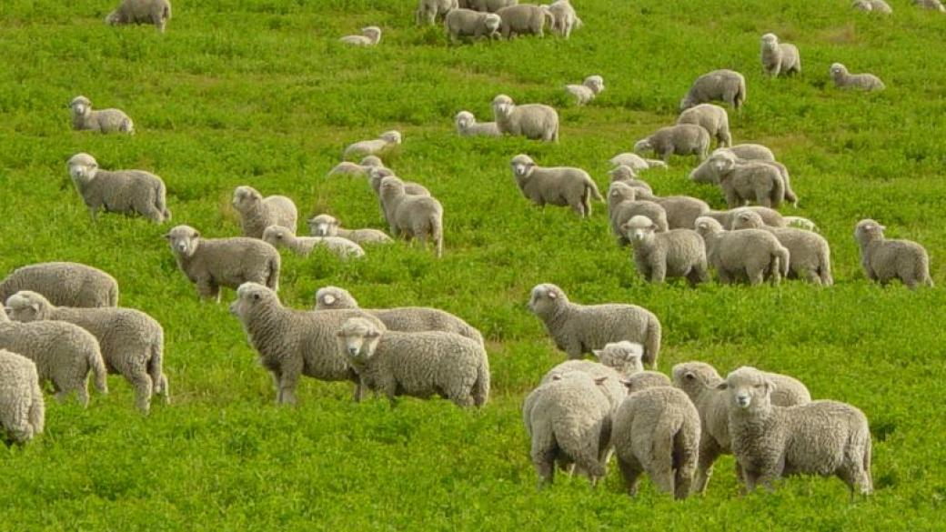 Търсят се овчари - заплата над 1000 лева