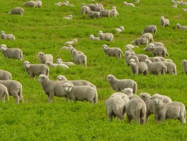 Търсят се овчари - заплата над 1000 лева