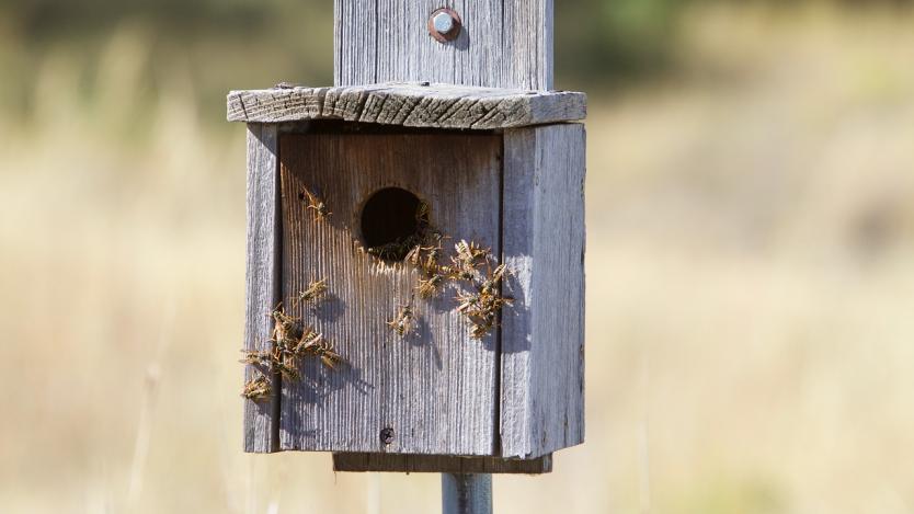 Над 2000 стопани заявиха участие в пчеларската програма за 2017 г.
