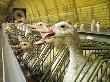 Френският гъши дроб от село Милево