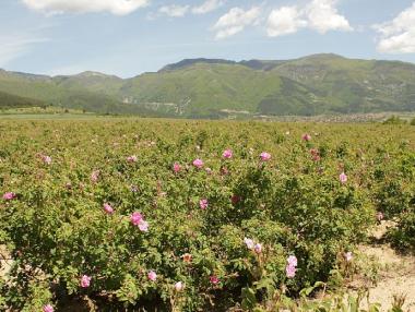 МЗХ обяви данни за пазара на розово масло и лавандула