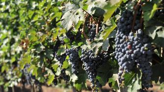 Ракията е питие номер едно по празниците