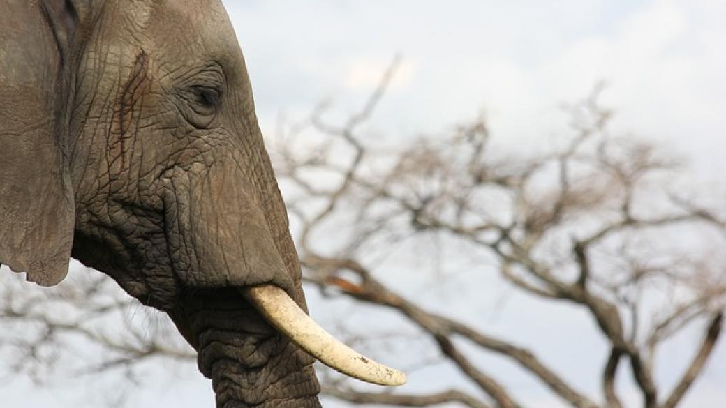 Китай забранява търговията със слонова кост