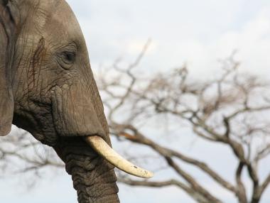 Китай забранява търговията със слонова кост