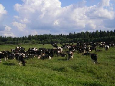 Животновъди ще получат 22 млн. лв. преходна национална помощ