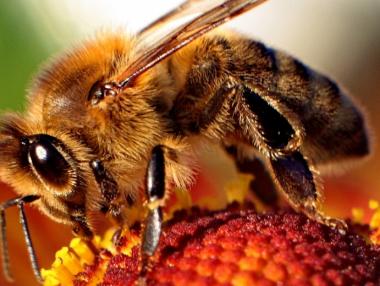 Фонд „Земеделие“ отпуска кредити с 4% лихва на пчеларите