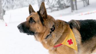 Кучетата на БЧК вече имат каишки с проследяващи устройства