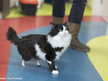 Първата “бионик” котка в България