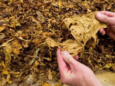 30% по-малко тютюн е изкупен през 2016 г.