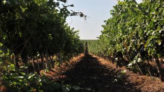 Тракийската низина – втората най-добра винена дестинация в света