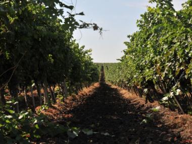 Тракийската низина – втората най-добра винена дестинация в света