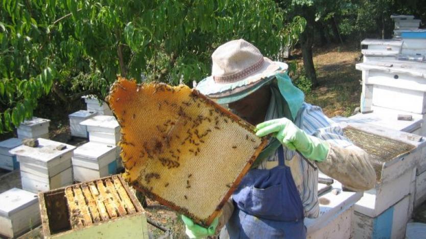 По 5 млн. лв. годишно получават пчеларите от евросубсидии