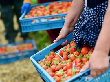 Испанска фирма търси 600 берачи на ягоди