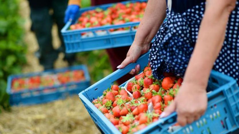 Испанска фирма търси 600 берачи на ягоди