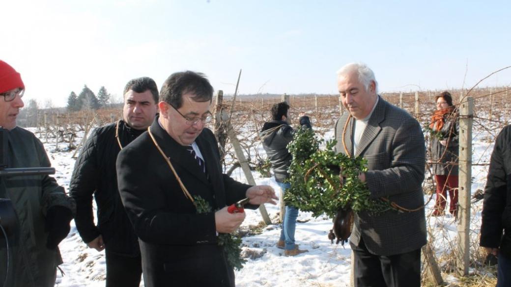 Изнасяме в чужбина половината от произведеното вино у нас